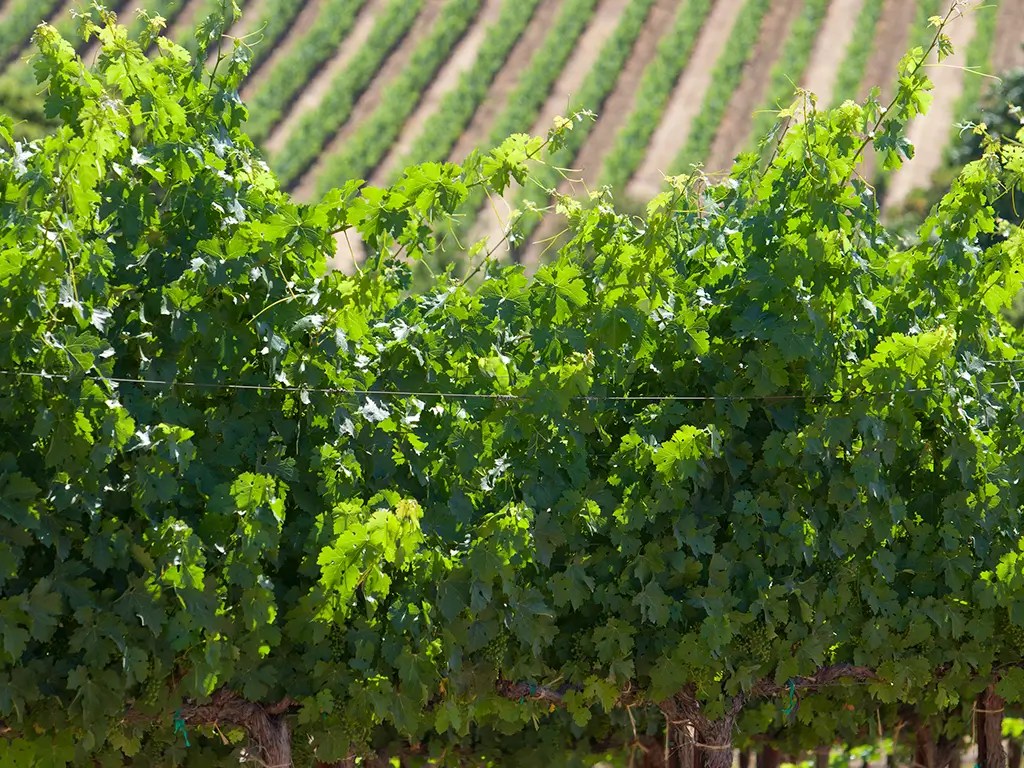 roth estate estates sonoma county